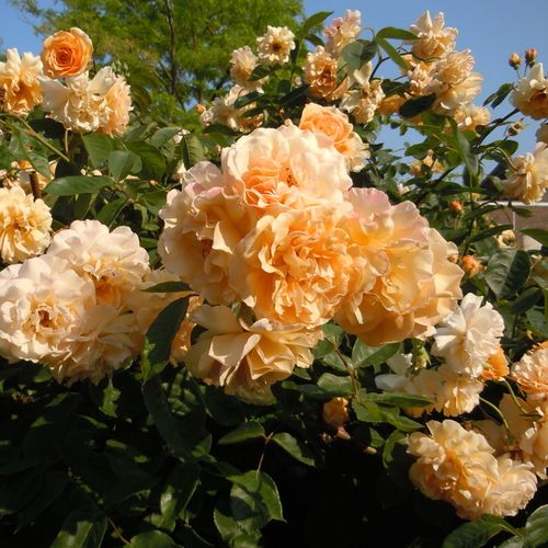 Gärtnerei - Rosa Buff Beauty - gelb - park und strauchrosen - stark duftend - Bentall - Kräftige, nach Teerose duftende, wiederblühende Buschrose, deren vollgefüllte, orange-gelbe Blüten in kleineren Gruppen blühen.